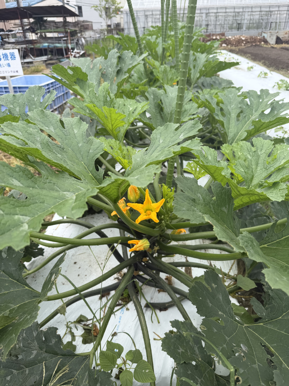 オクラの花