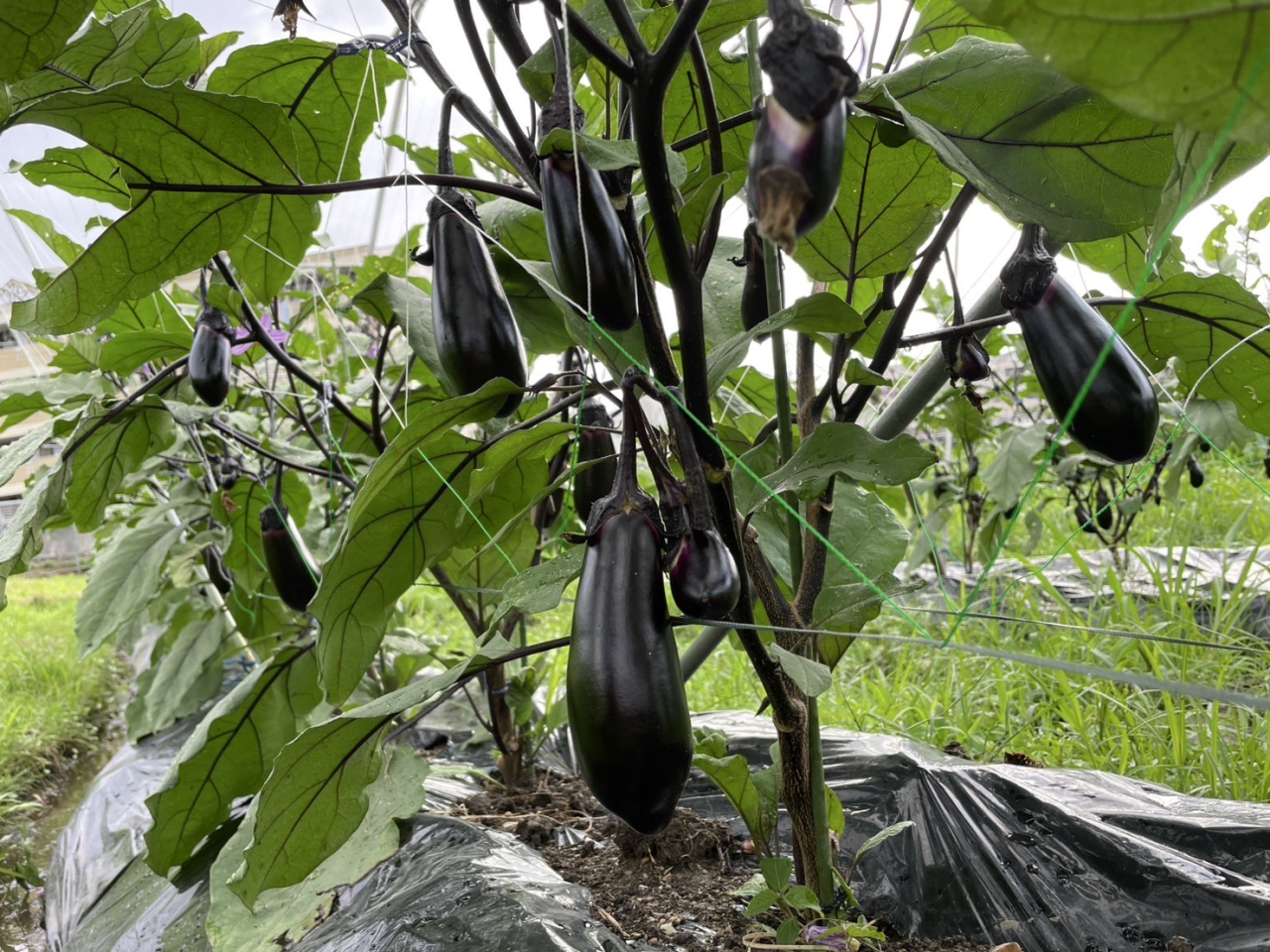 夏野菜の収穫祭りが始まります！