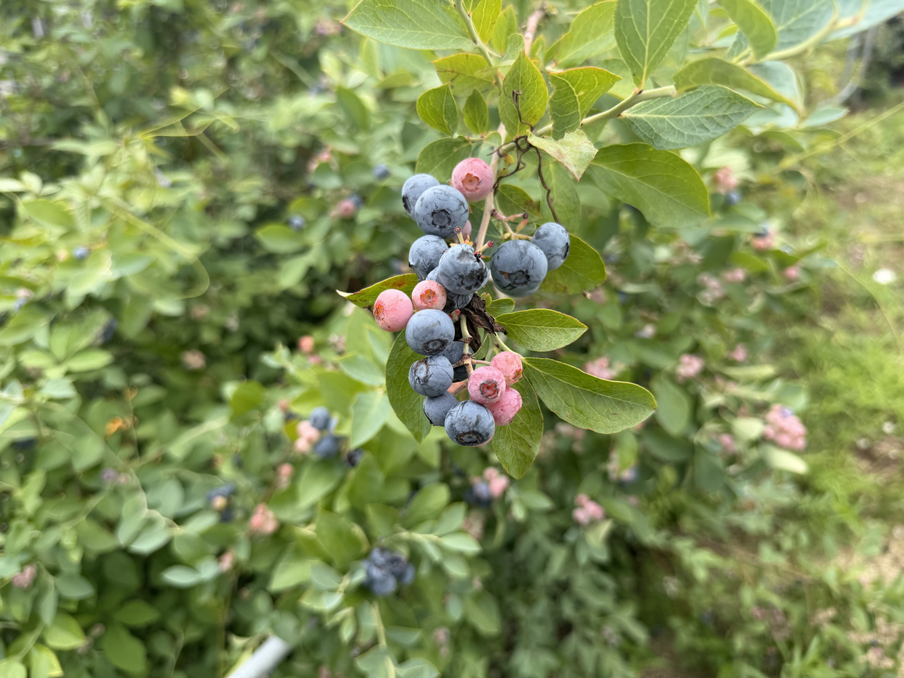 🍇 ブルーベリーが少しずつ色づいてきました 🍇